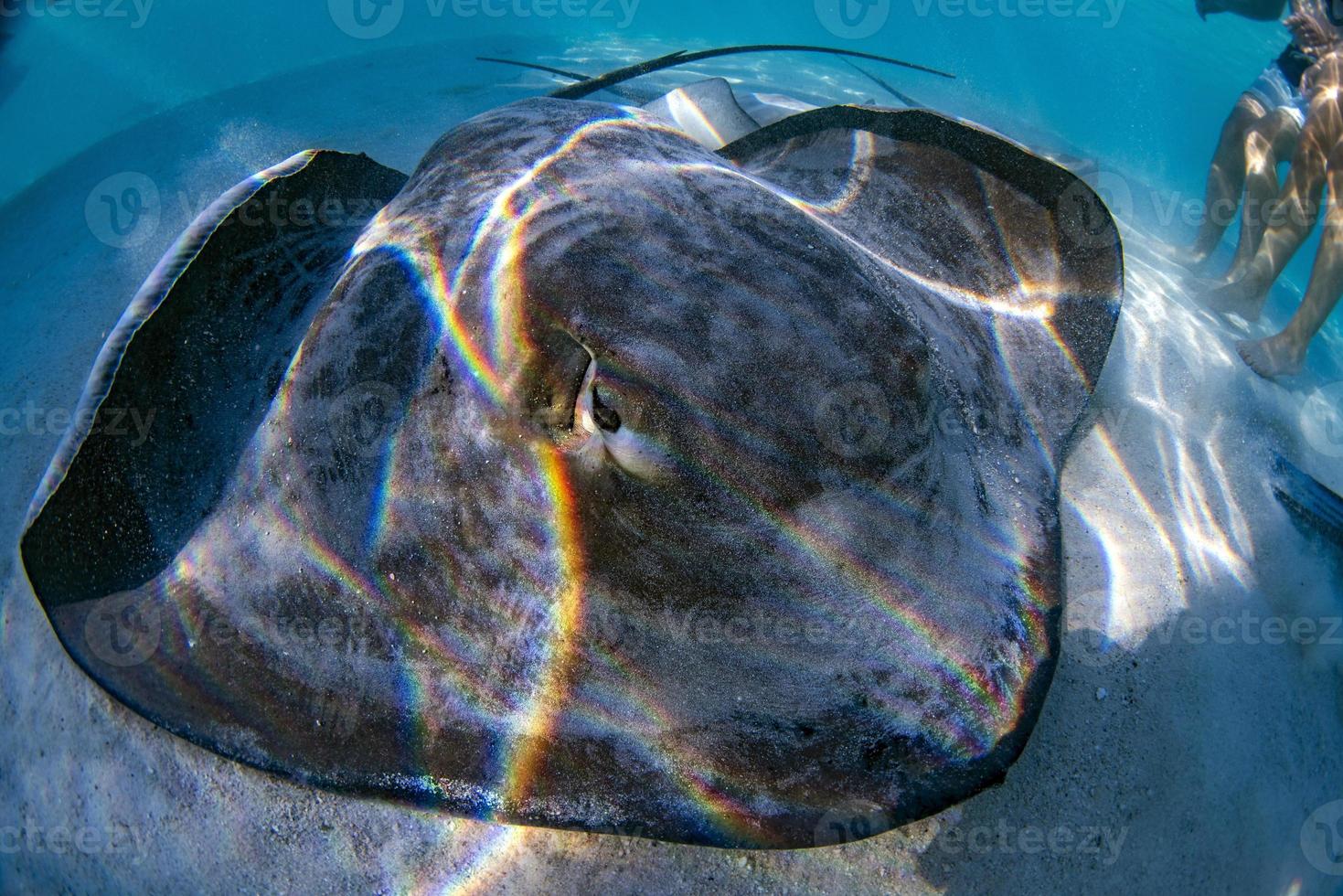 Stingray in french polynesia photo