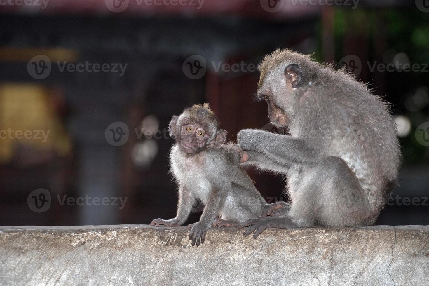 macque ape monkey inside bali induist temple photo