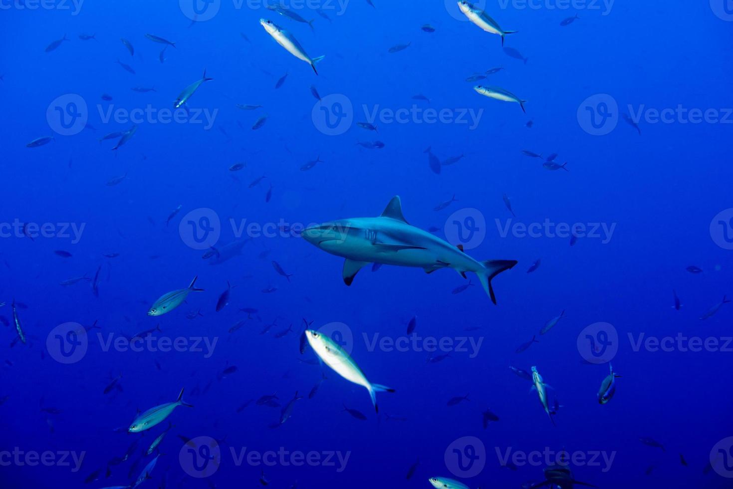 Grey shark ready to attack underwater in the blue photo