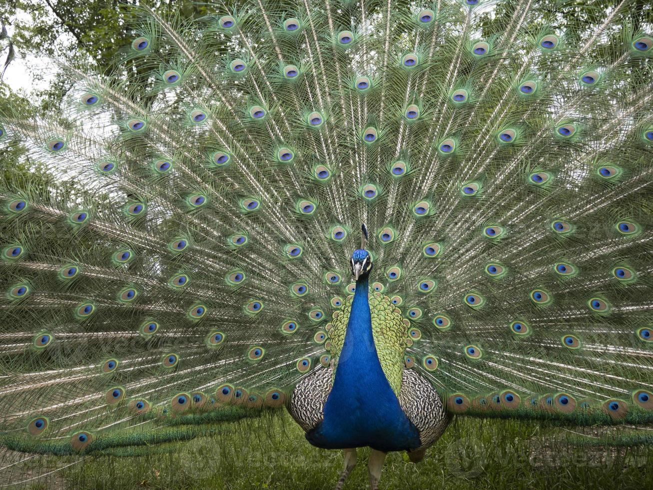 detalle de plumas de pavo real de cerca foto