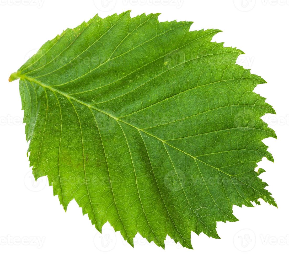 green leaf of Elm tree isolated photo