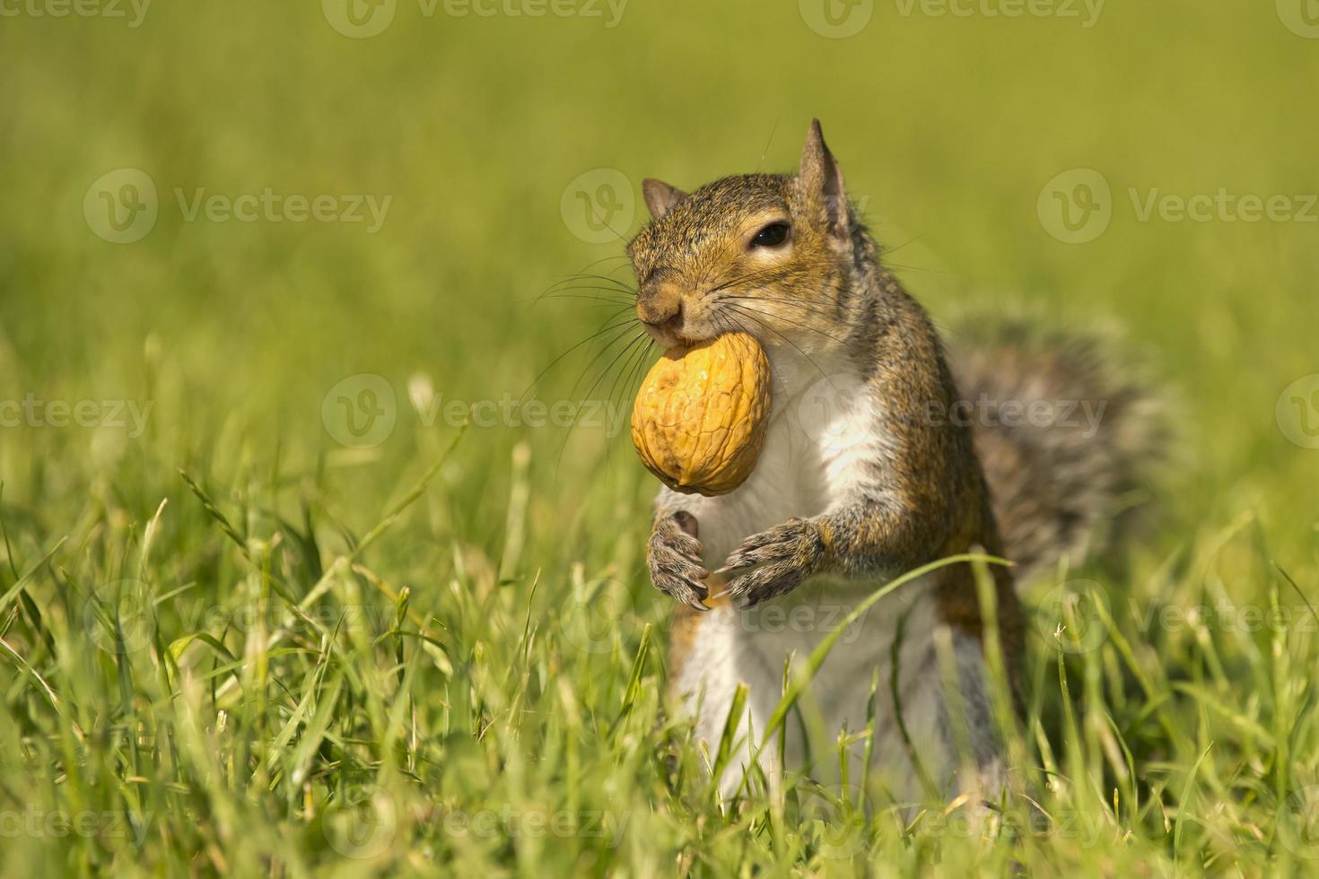 A squirrel looking at you while holding a nut with the mouth in the green grass background photo
