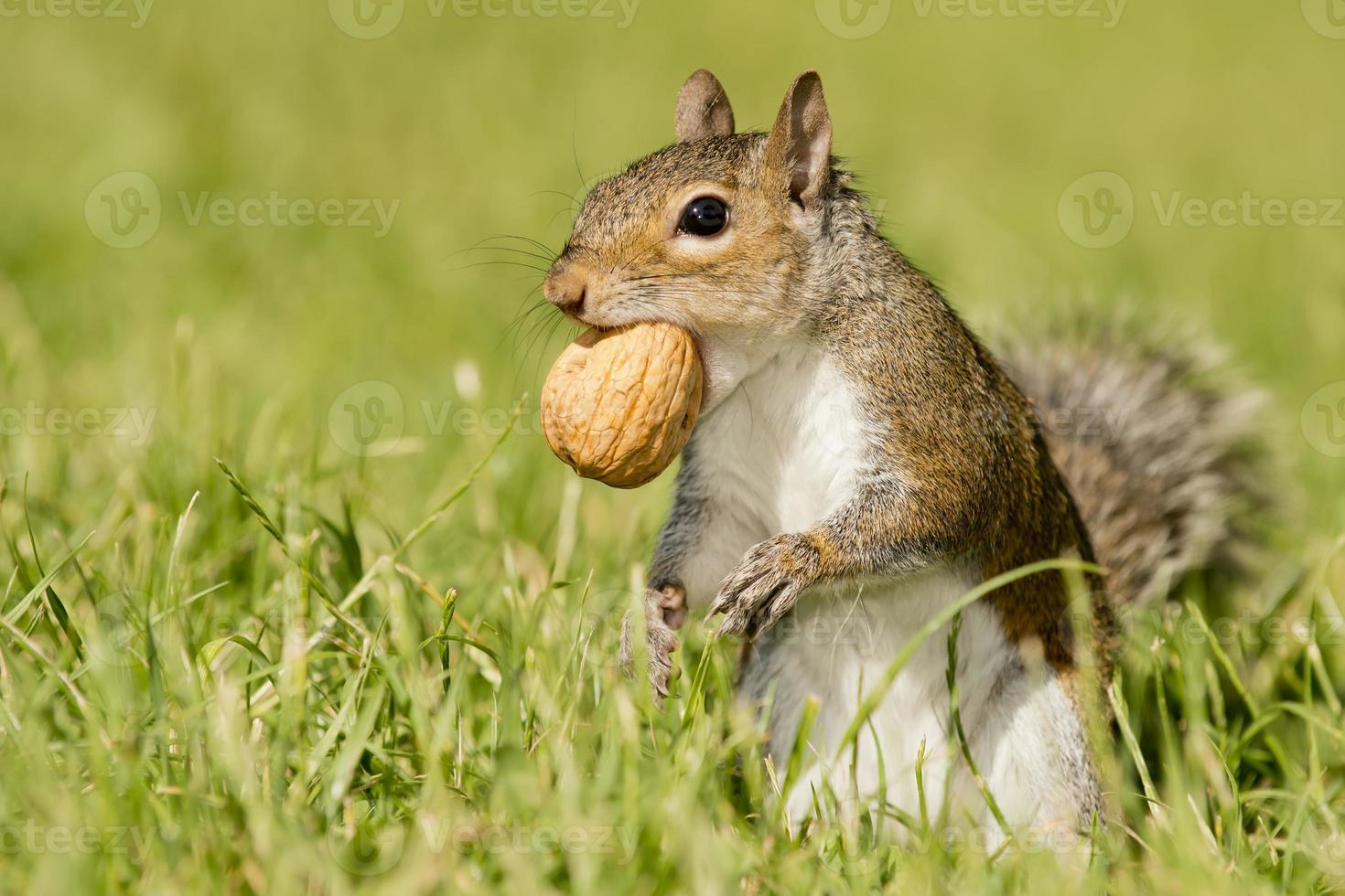 A grey squirrel looking at you while holding a nut photo