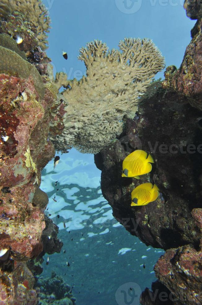 dos peces ángel de mariposa amarillos y azules en el fondo del arrecife foto