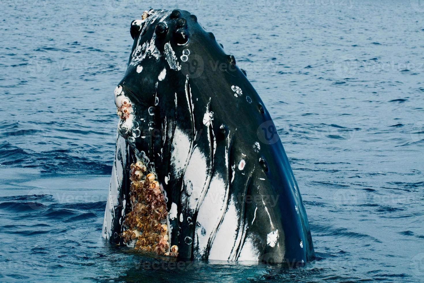 Humpback whale head comuing up in deep blue polynesian ocean photo