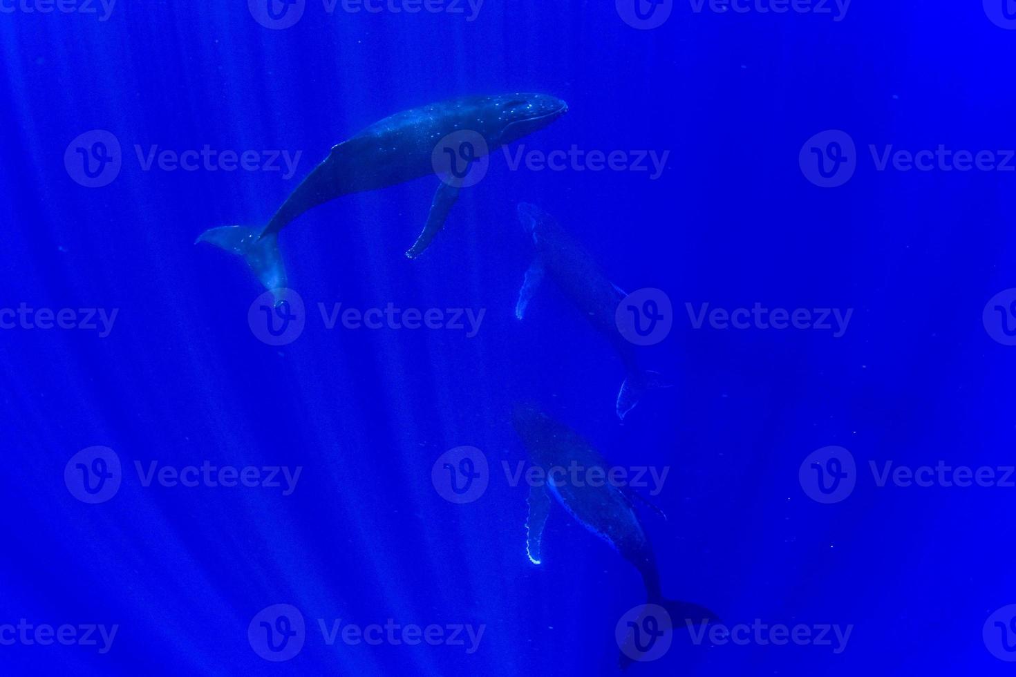 familia de ballenas jorobadas bajo el agua en moorea, polinesia francesa foto