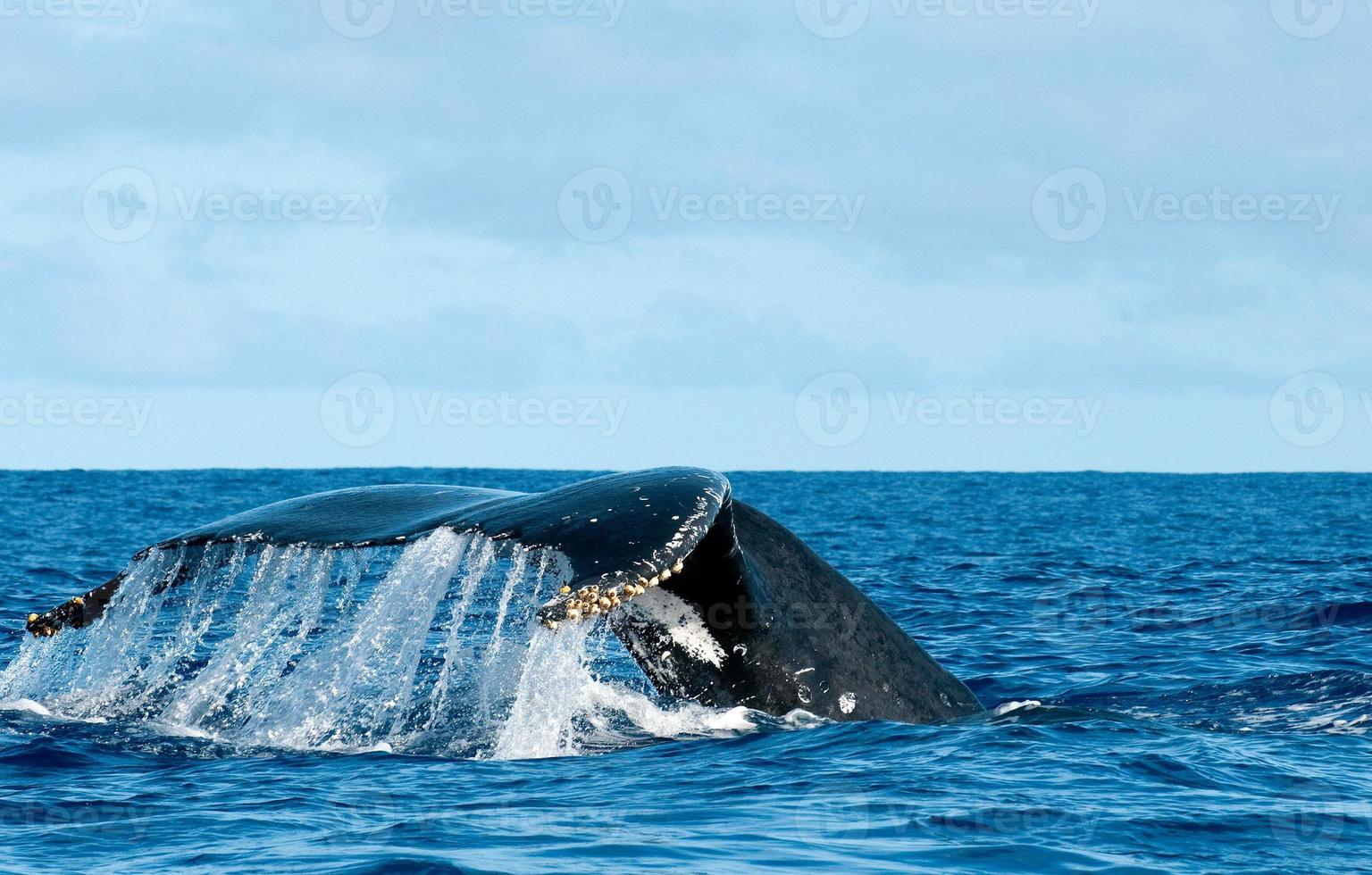 Humpback whale tail going down in blue polynesian sea photo