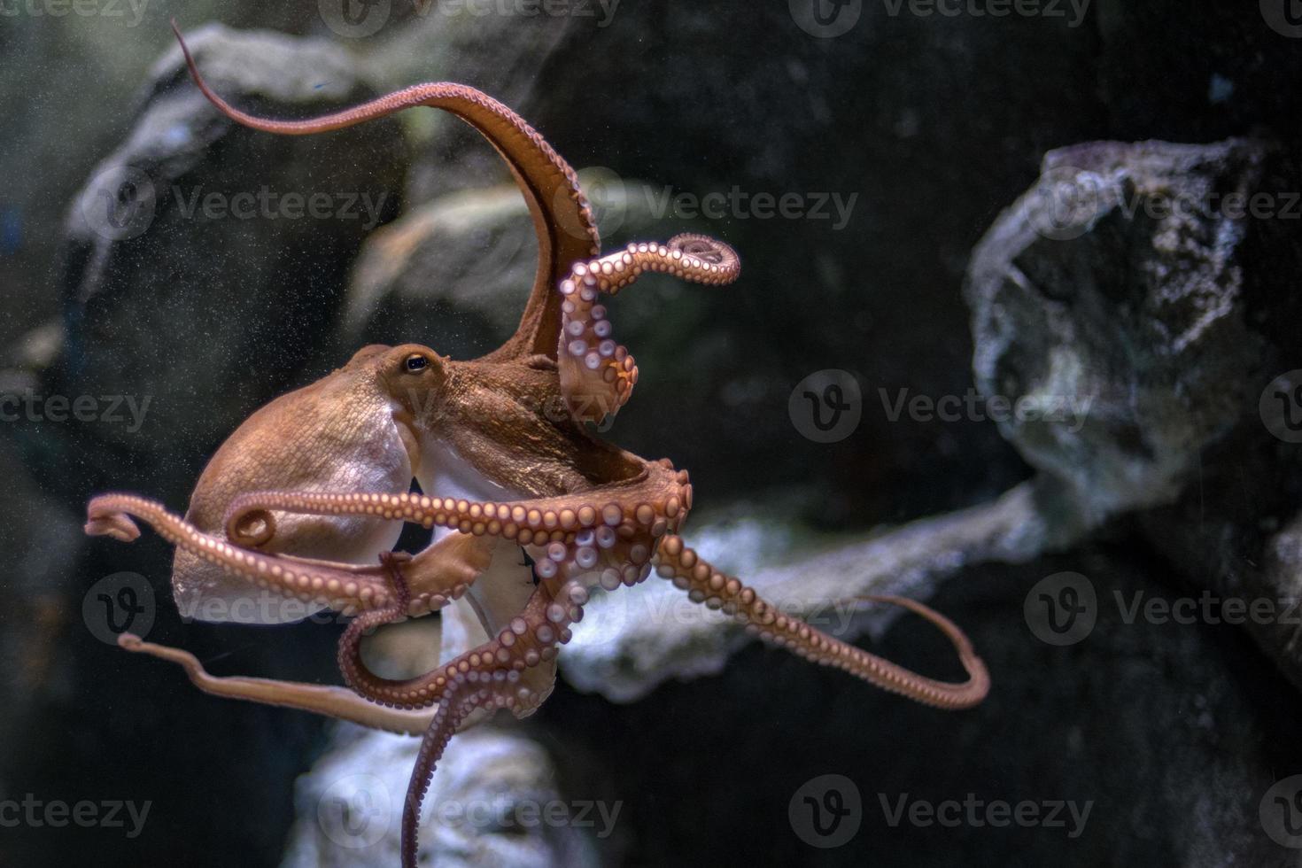 octopus underwater close up portrait while hunting photo