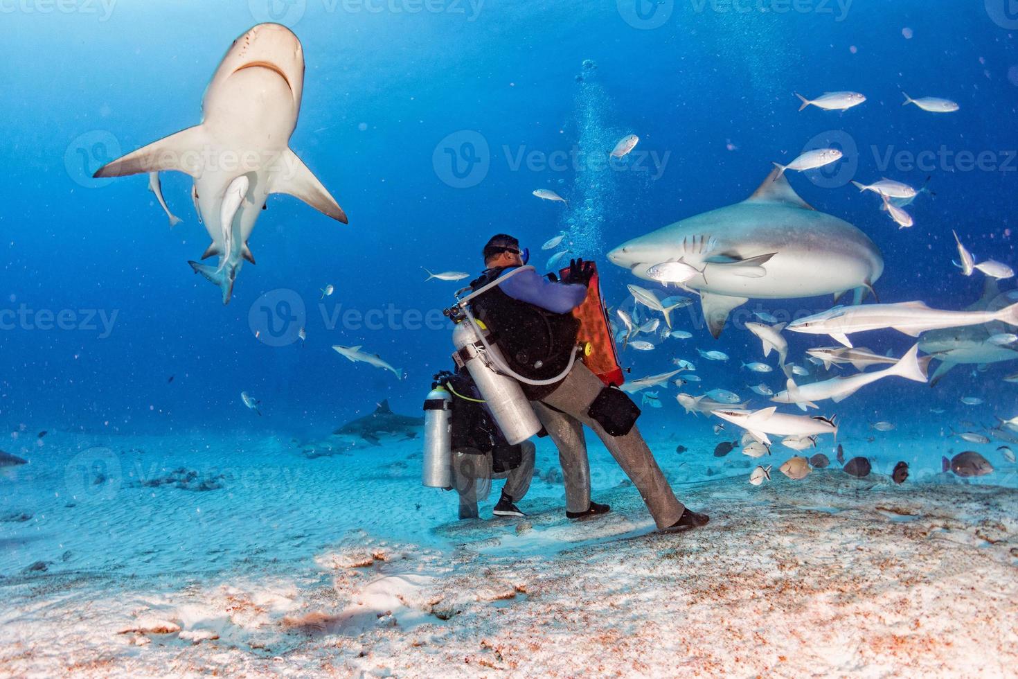 bull shark while ready to attack while feeding photo