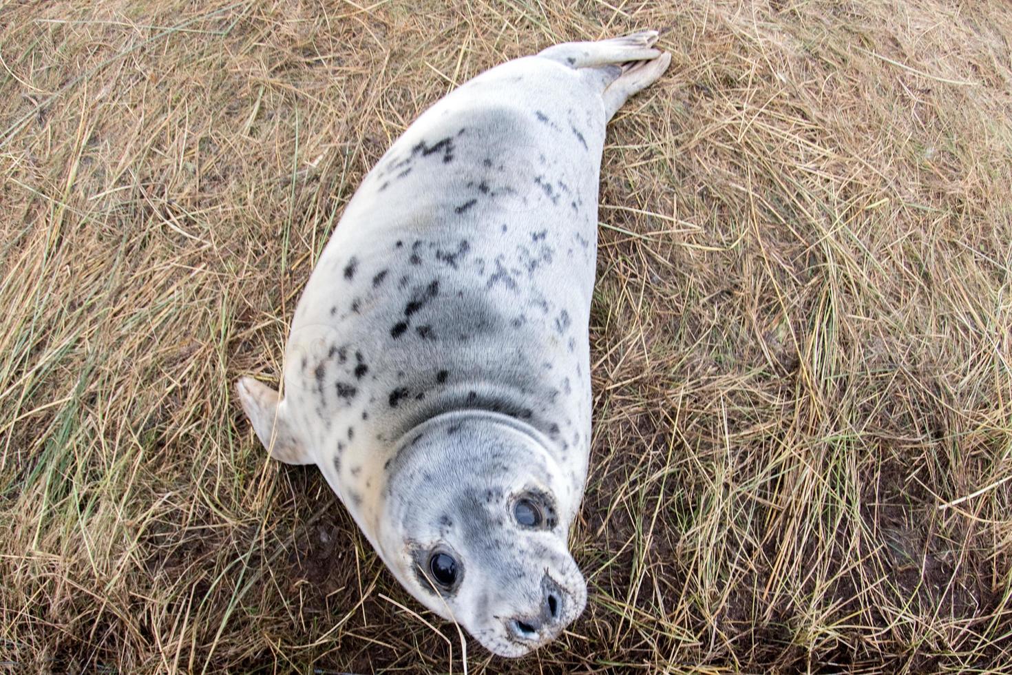 grey seal puppy while looking at you photo