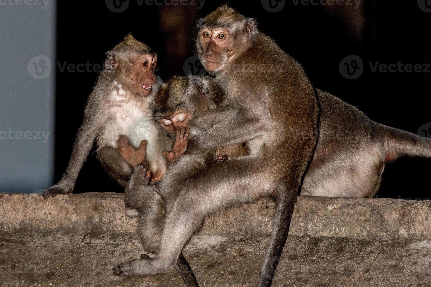 Indonesia macaque monkey ape close up portrait photo