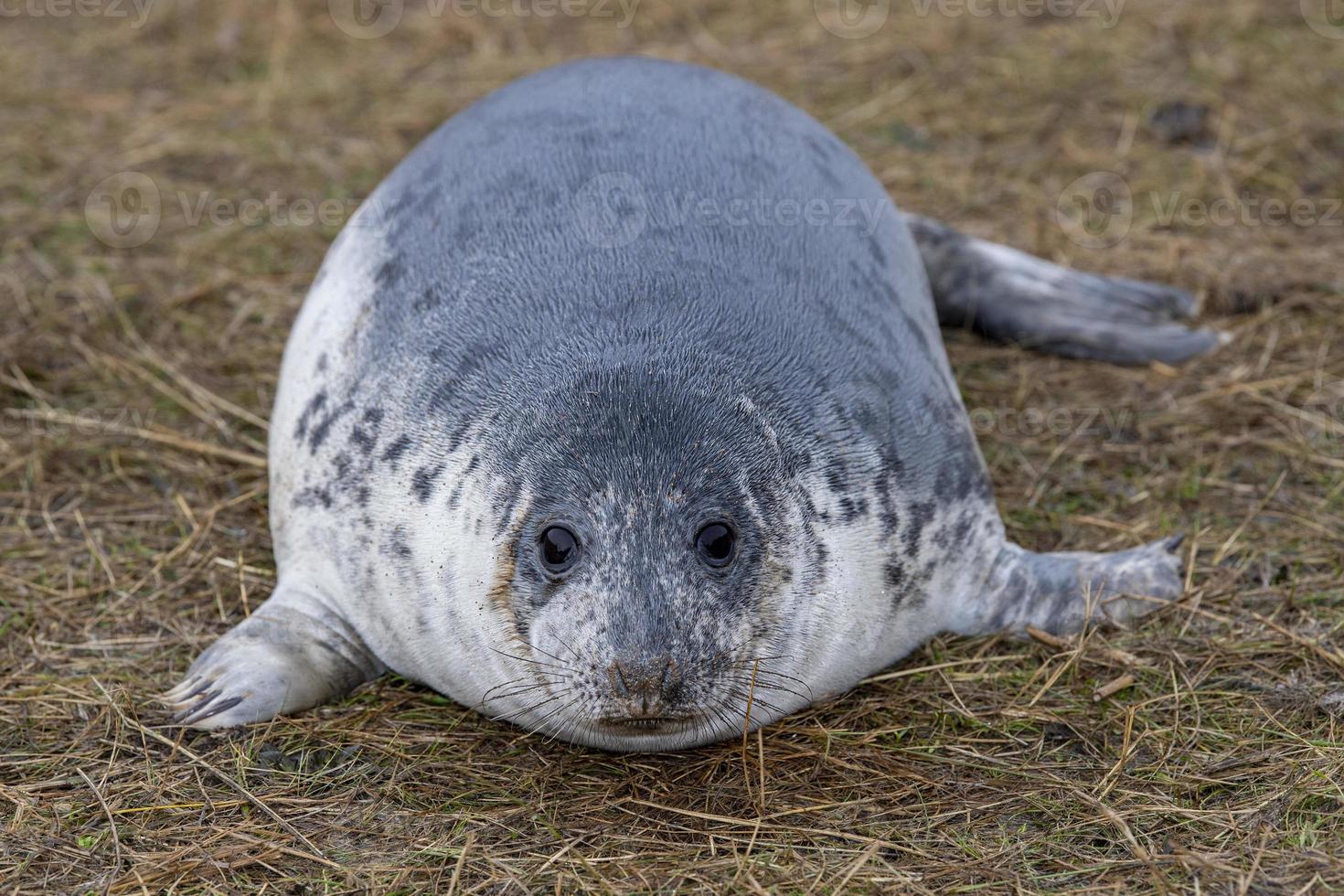 grey seal puppy while relaxing on the beach in Great Britain photo