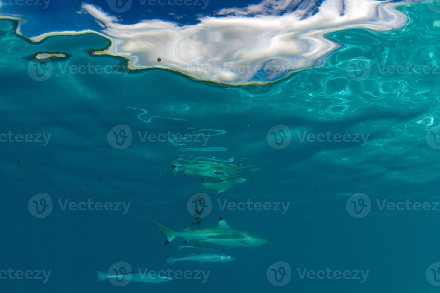 snorkeling with sharks in blue ocean of polynesia photo