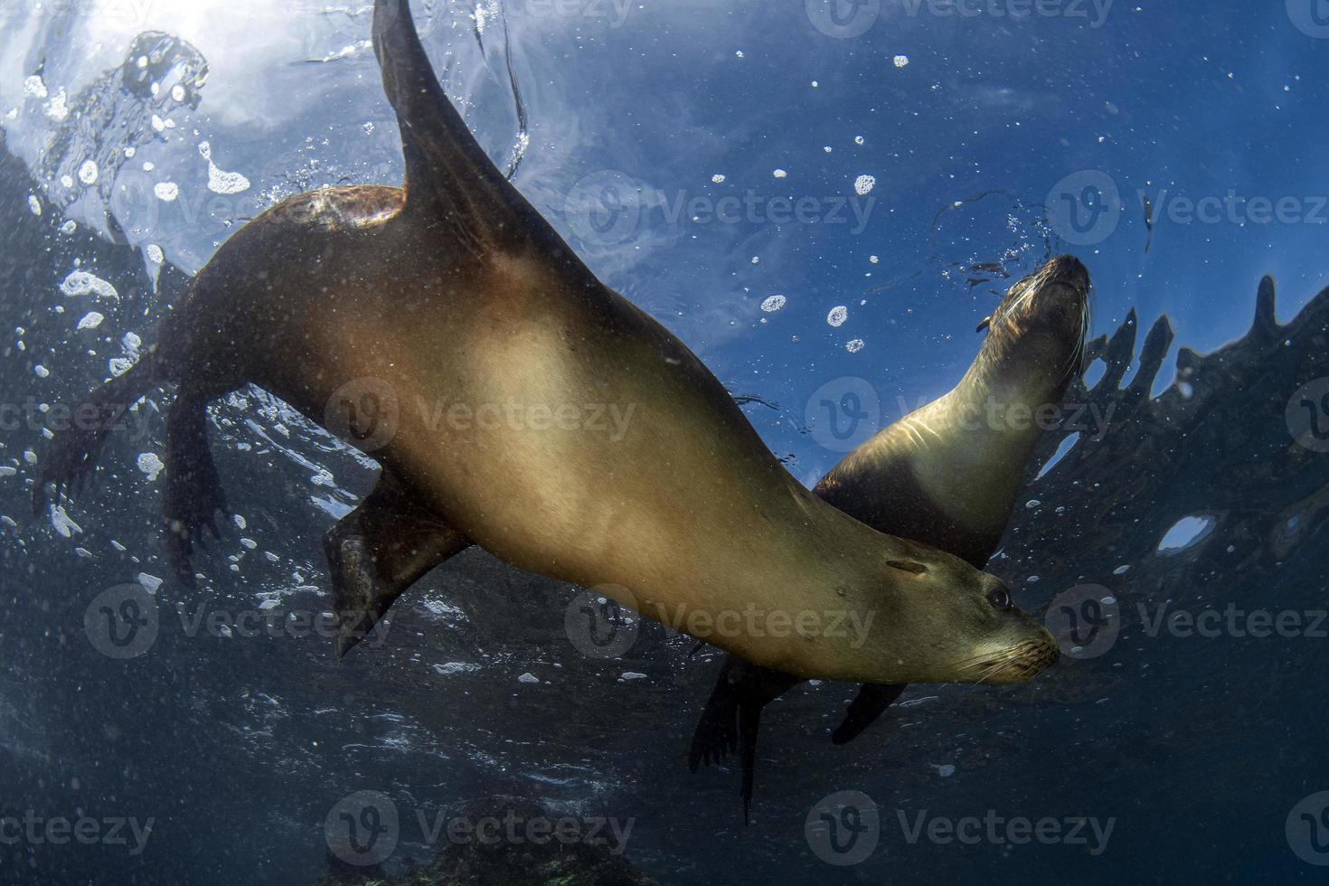 sea lion seal underwater while diving galapagos 12250037 Stock Photo at