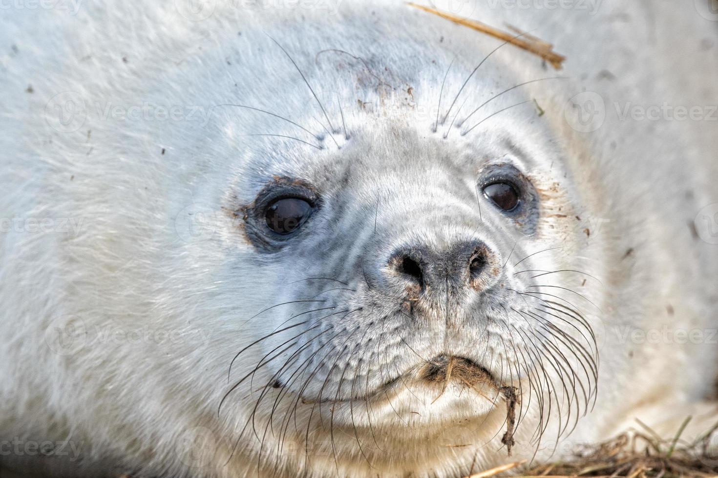 grey seal puppy while looking at you photo