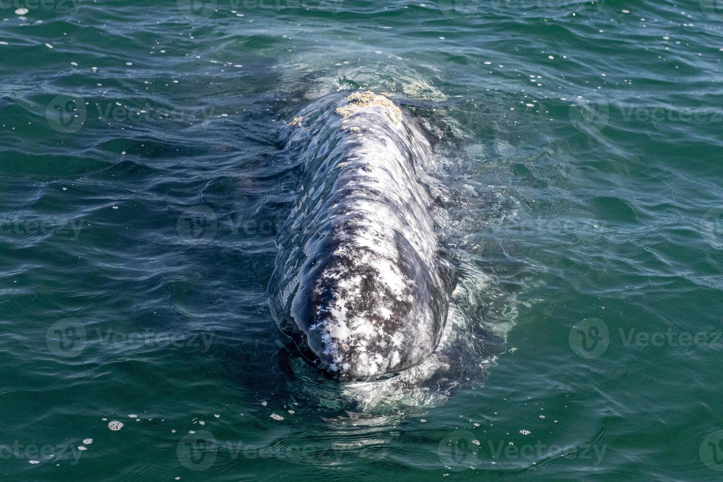 avistamiento de ballenas grises en baja california foto