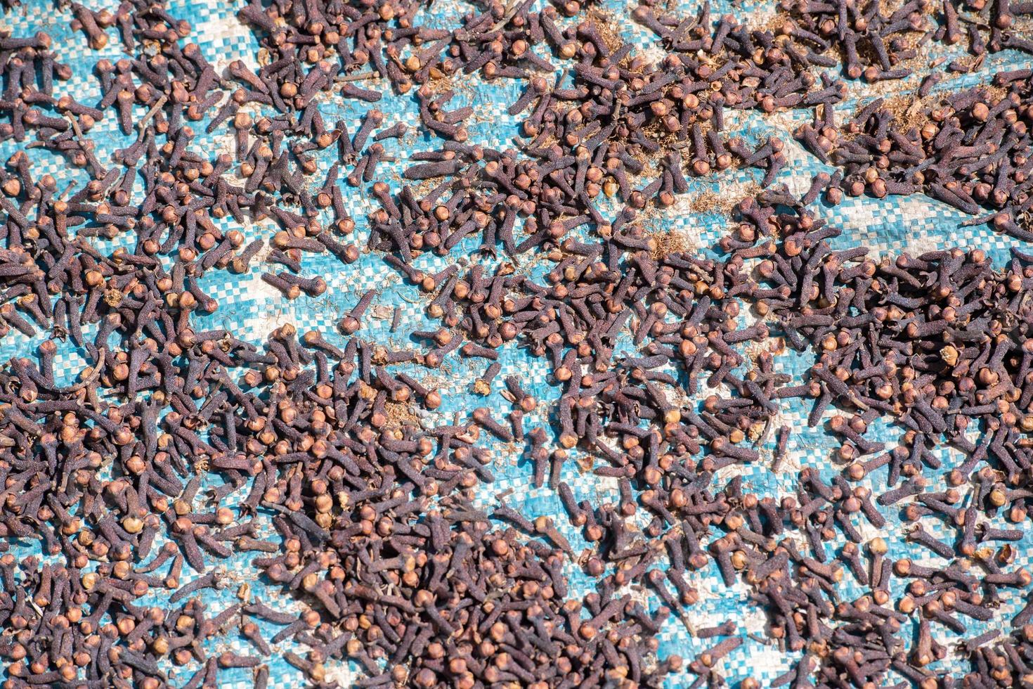 cloves scattered to dry to sun rays in Indonesia photo