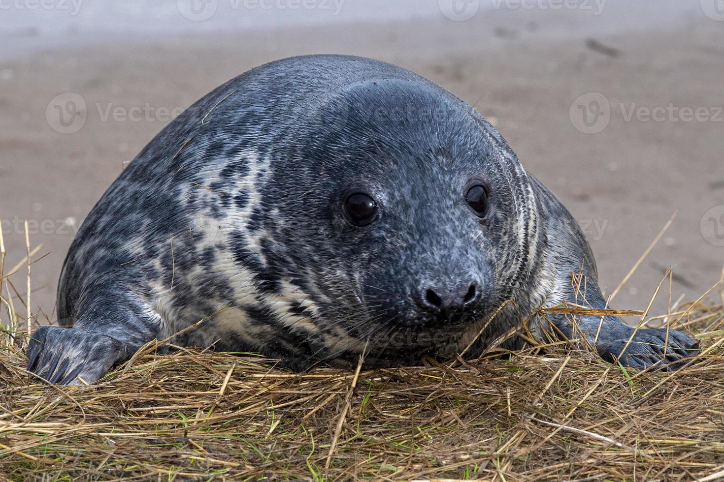 grey seal puppy while relaxing on the beach in Great Britain photo