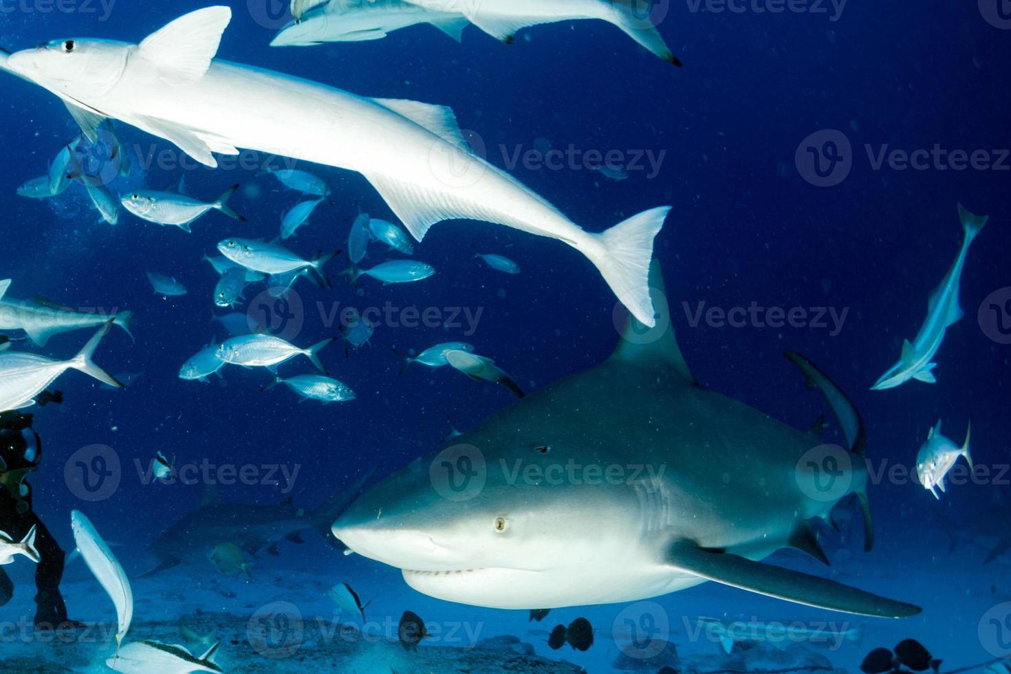 bull shark in the blue ocean background photo