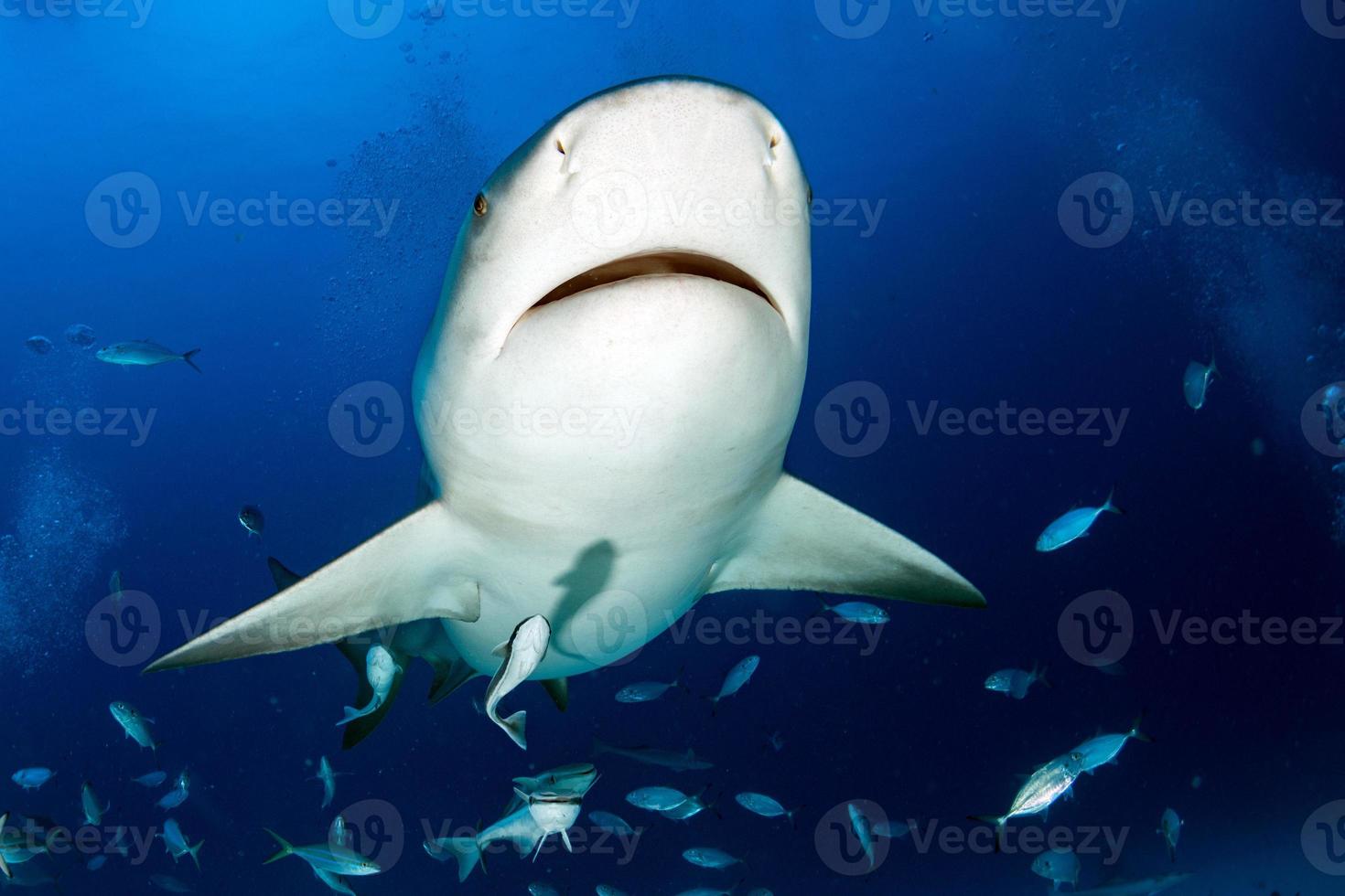 bull shark in the blue ocean background photo