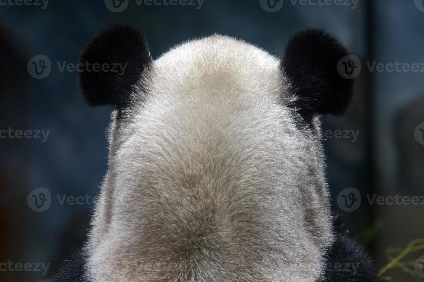 giant panda ears from behind photo