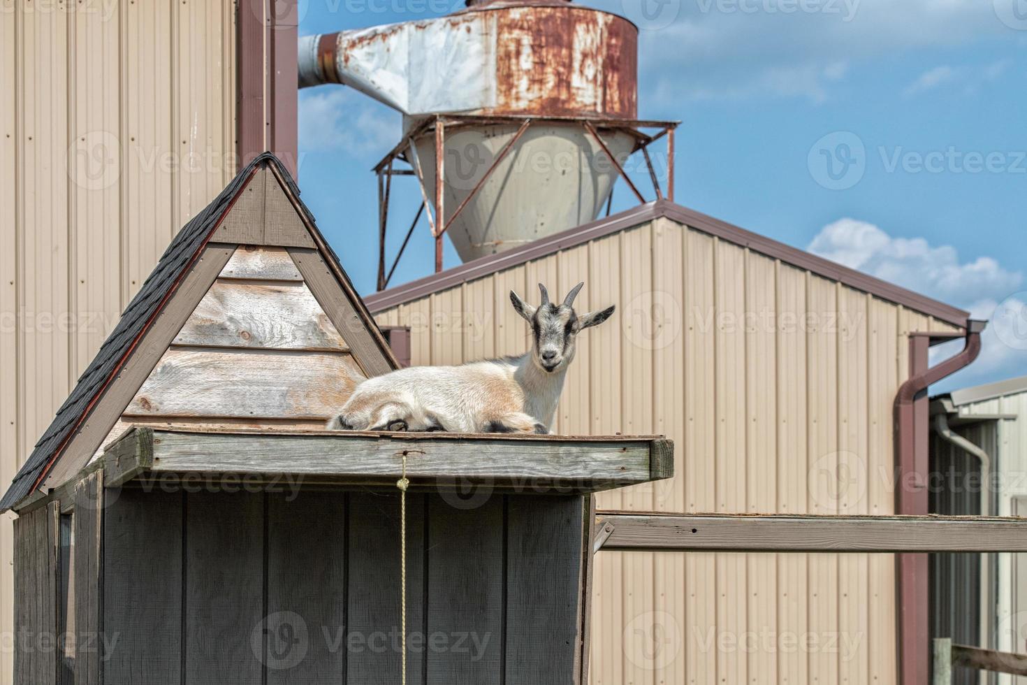 goat on a roof in a farm photo