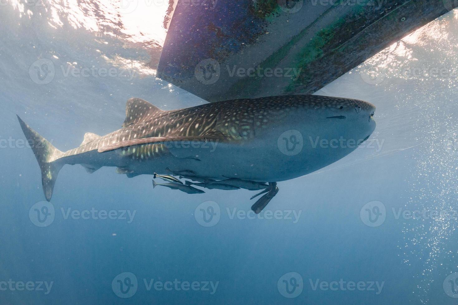 tiburón ballena viniendo hacia ti bajo el agua foto