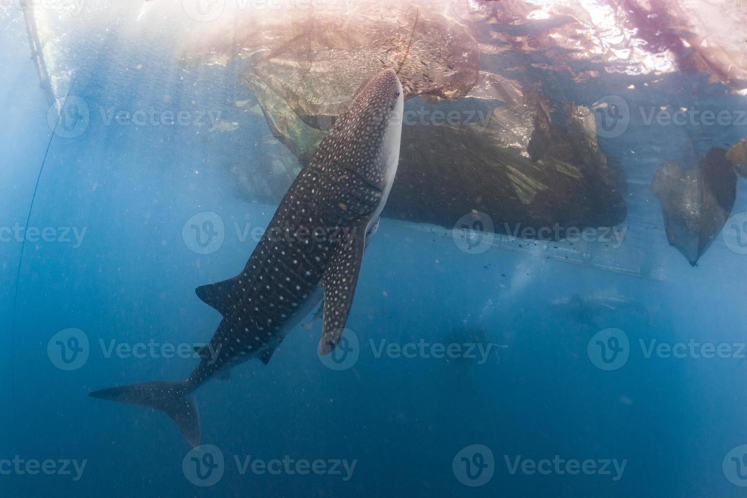 Whale Shark coming to you underwater photo