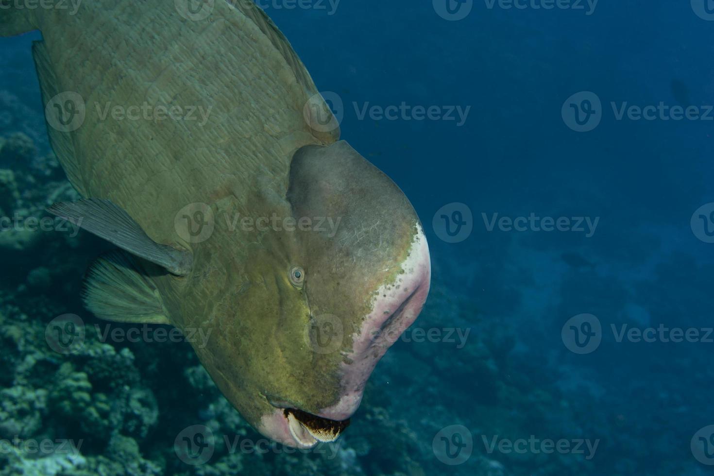 un retrato de primer plano de pez gato de cabeza en el fondo del arrecife foto