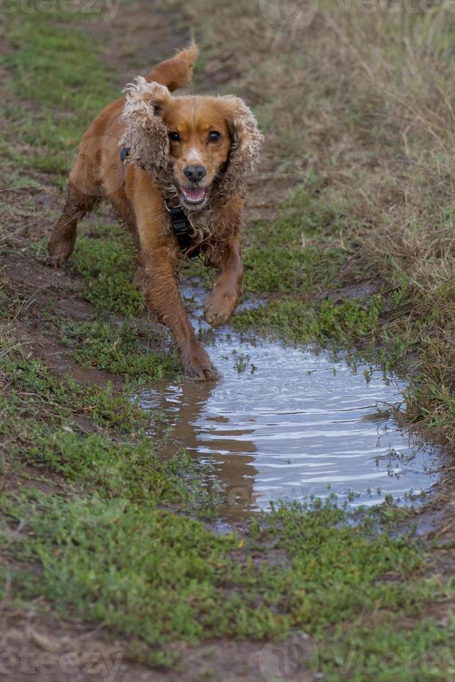 A dog spaniel running to you mirroring in water photo