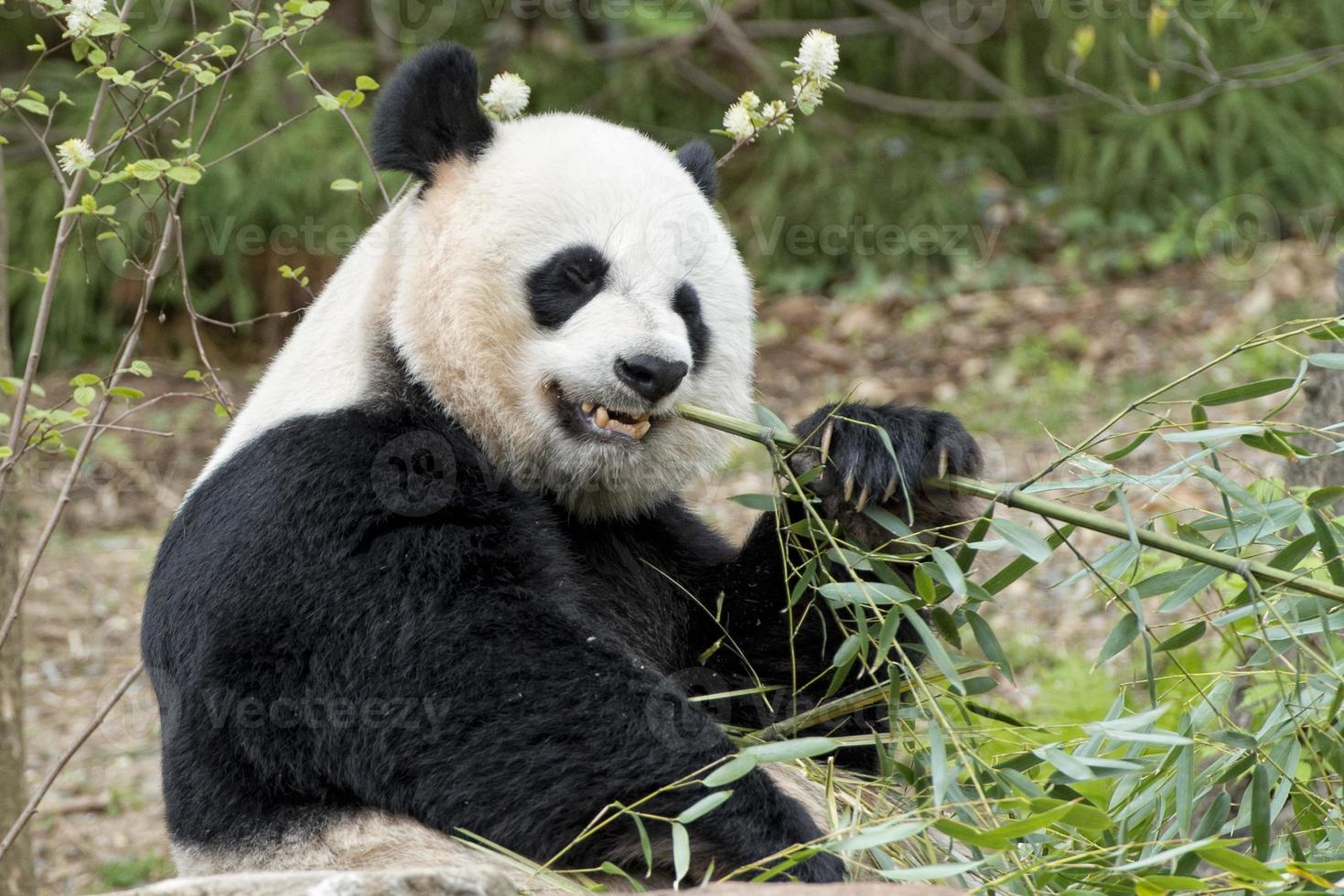 giant panda while eating bamboo photo