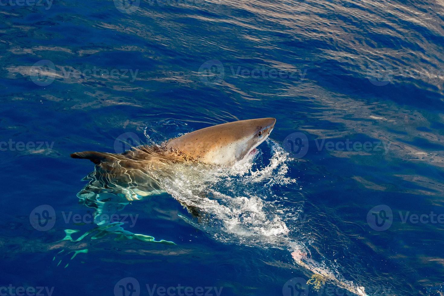 Great White shark ready to attack photo