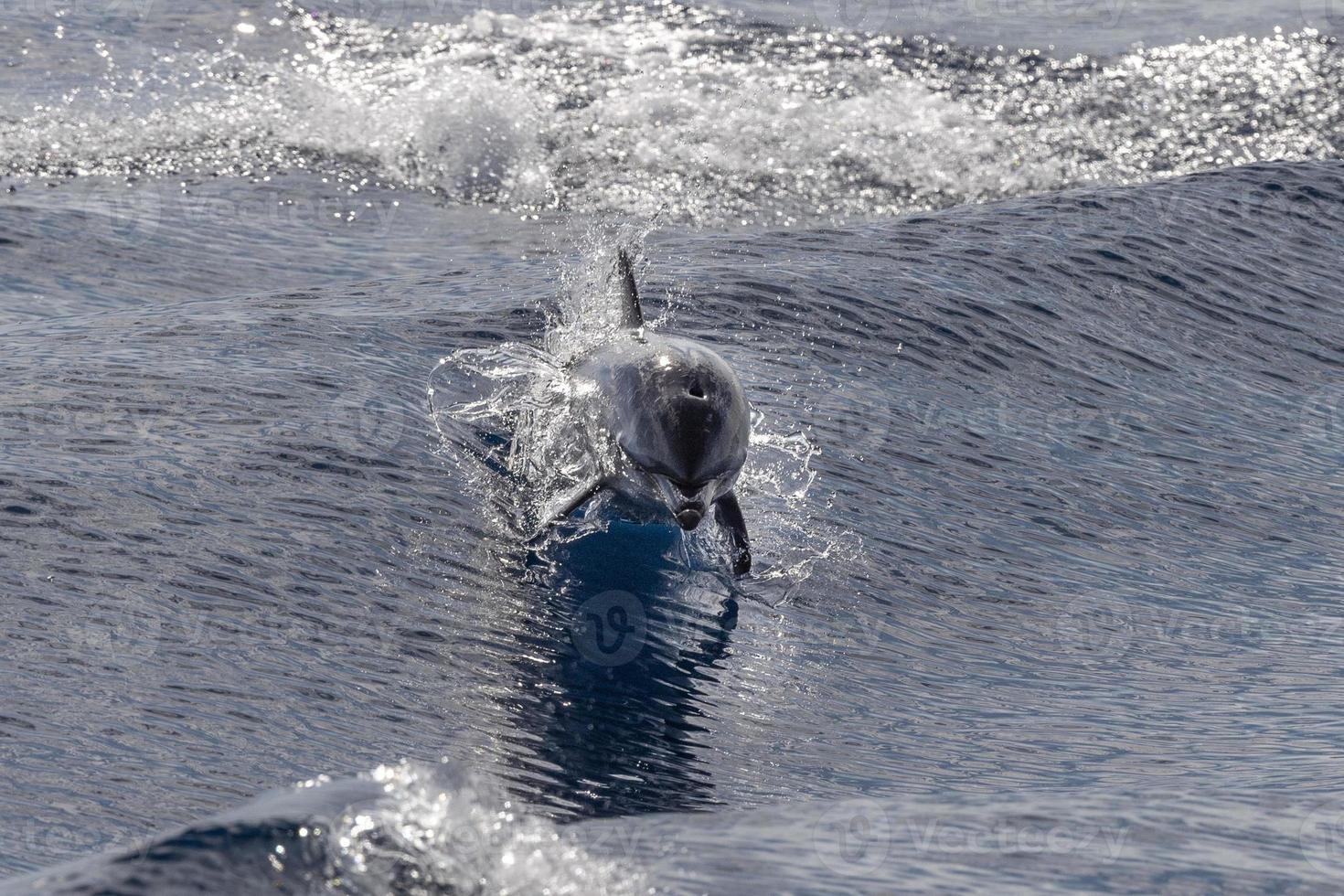 Dolphin while jumping on the back in the deep blue sea photo