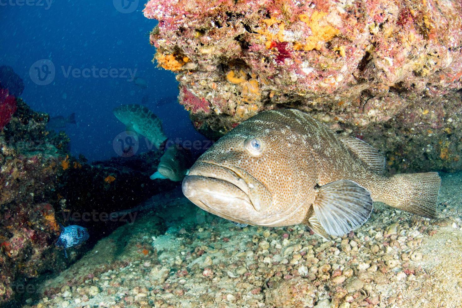 grouper sweetlips school of fish underwater photo