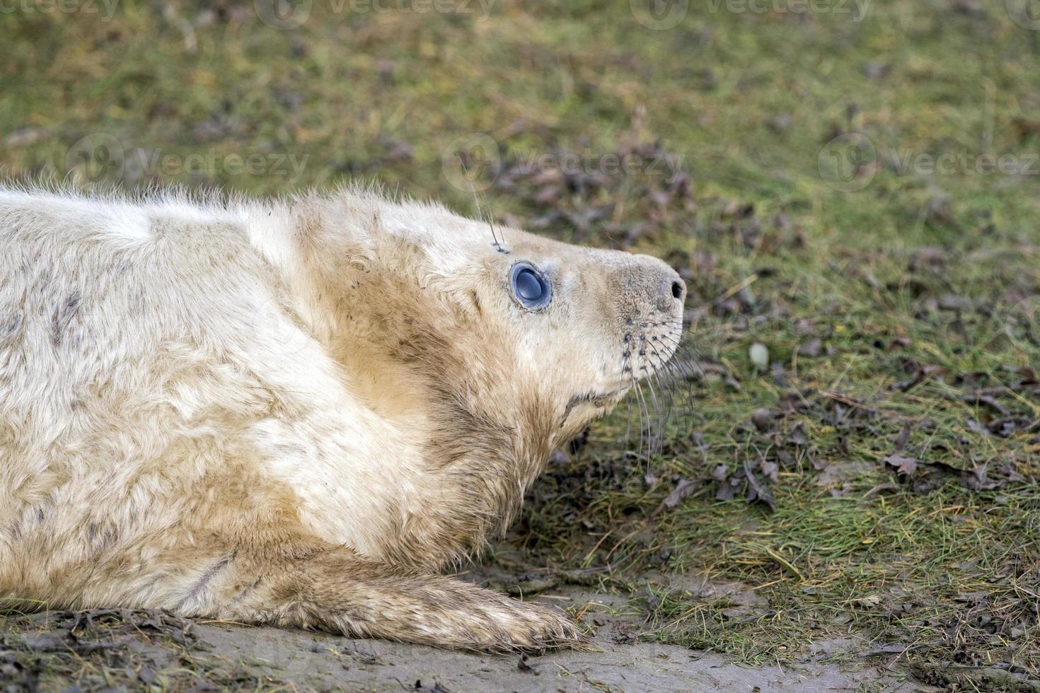 cachorro de foca gris mientras se relaja en la playa en gran bretaña foto