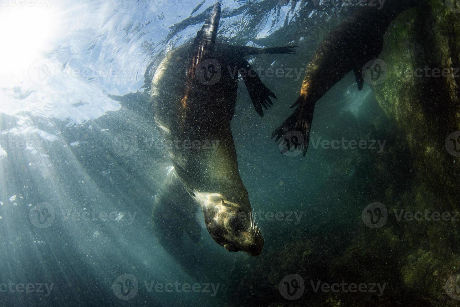 foca de león marino bajo el agua mientras bucea en galápagos foto