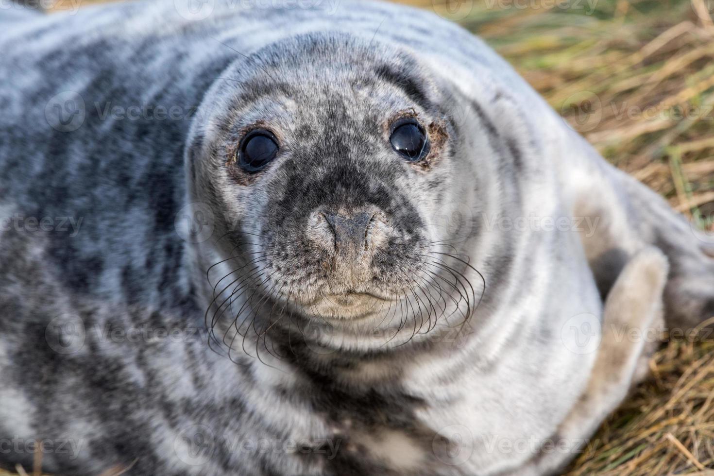 cachorro de foca gris mientras te mira foto