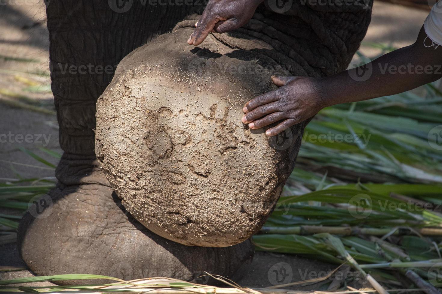 pie de elefante de cerca en el parque kruger sudáfrica foto