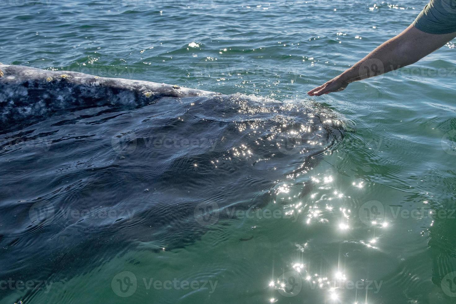 baby grey whale nose at sunset in pacific ocean photo