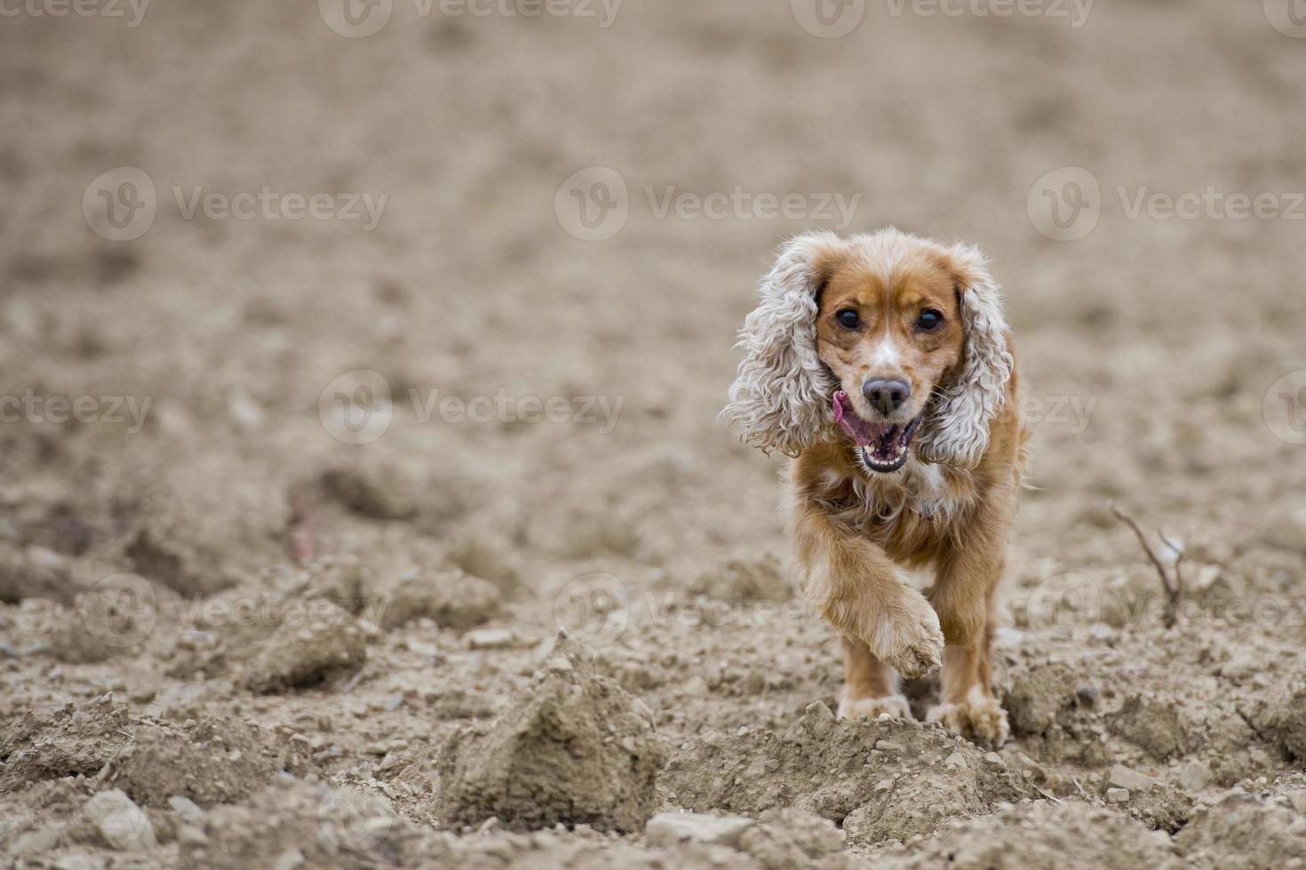 Puppy dog cocker spaniel photo