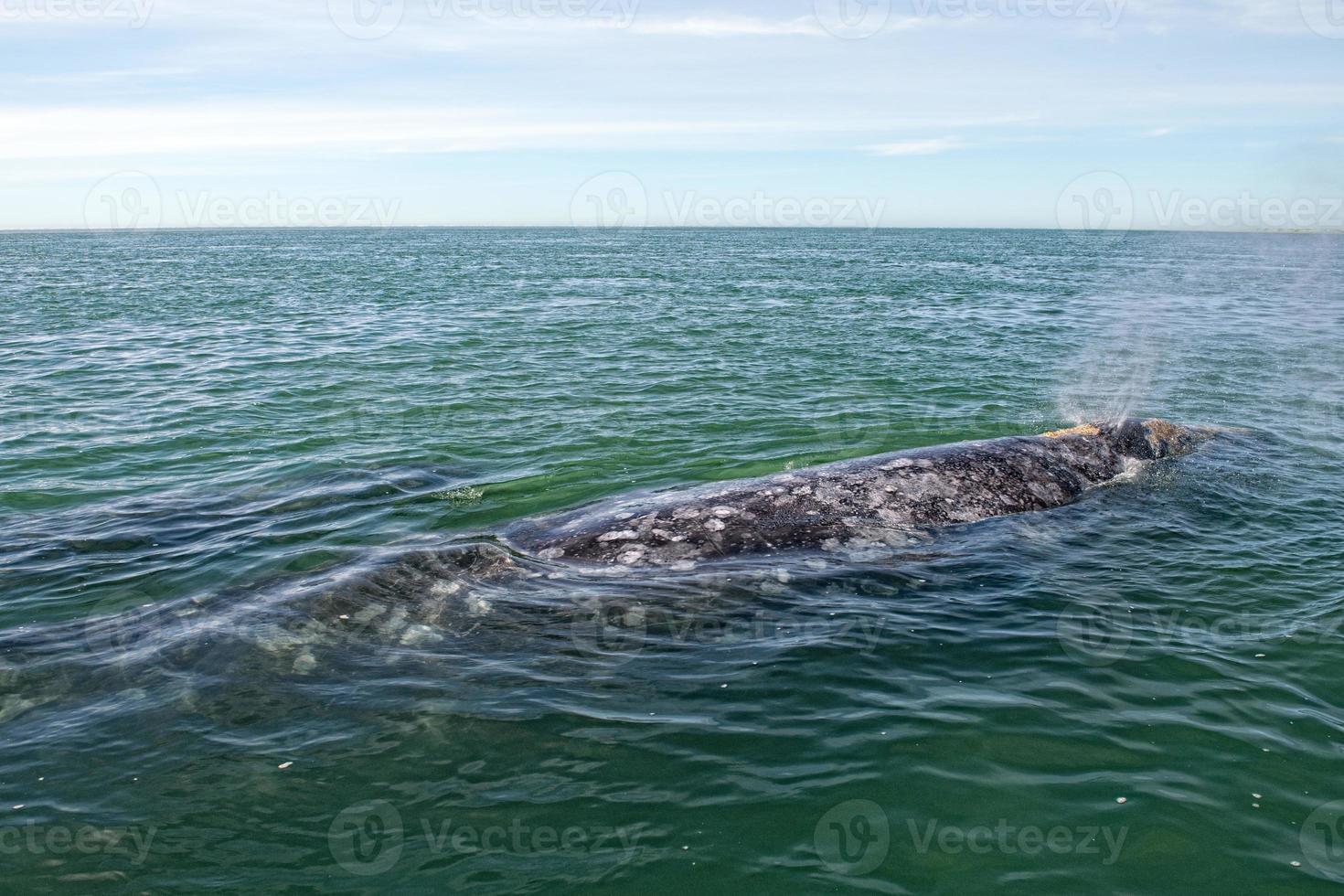ballena gris madre y cría en el océano pacífico foto