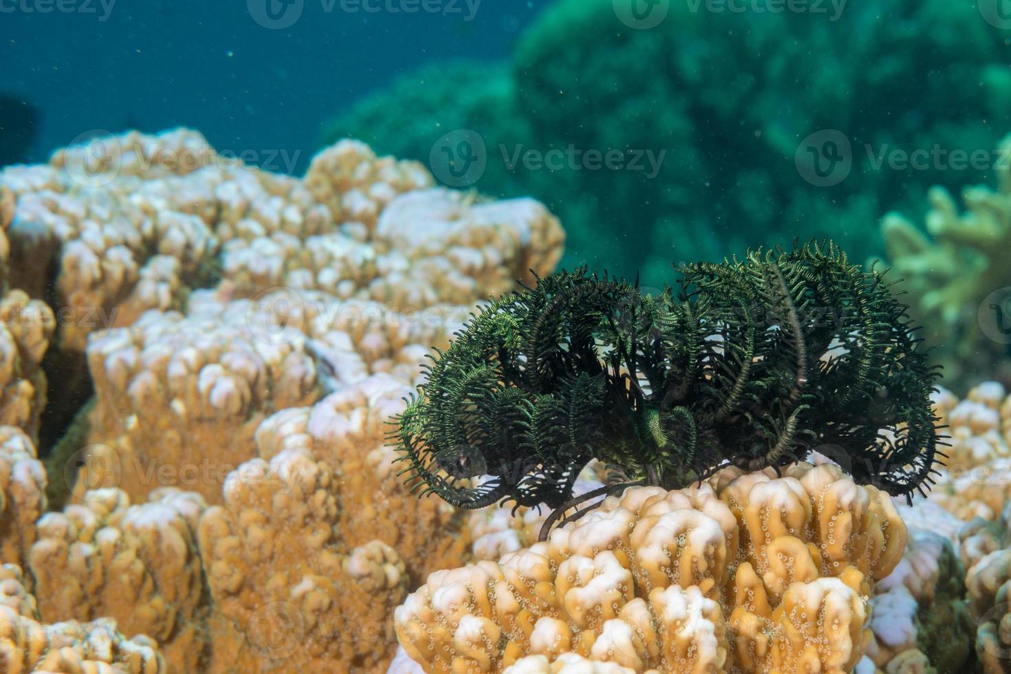 crinoideo negro y verde bajo el agua mientras bucea foto