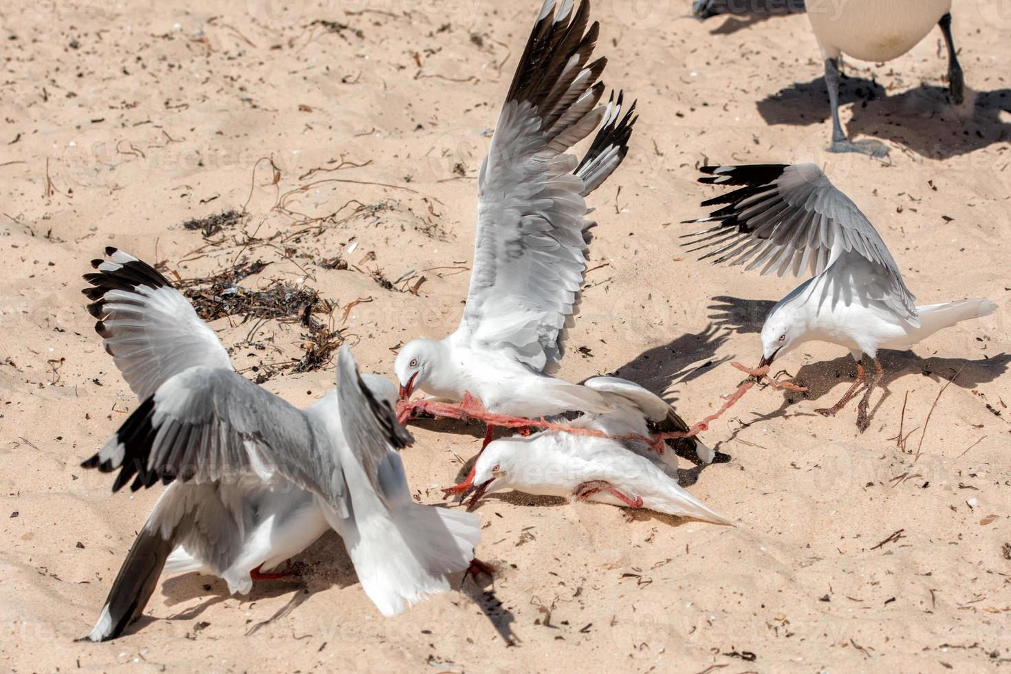 Seagull fighting for food on the beach photo