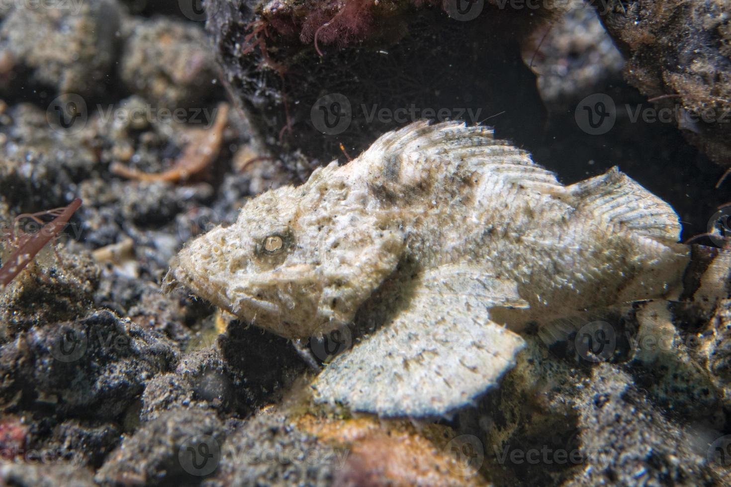 white scorpion fish photo