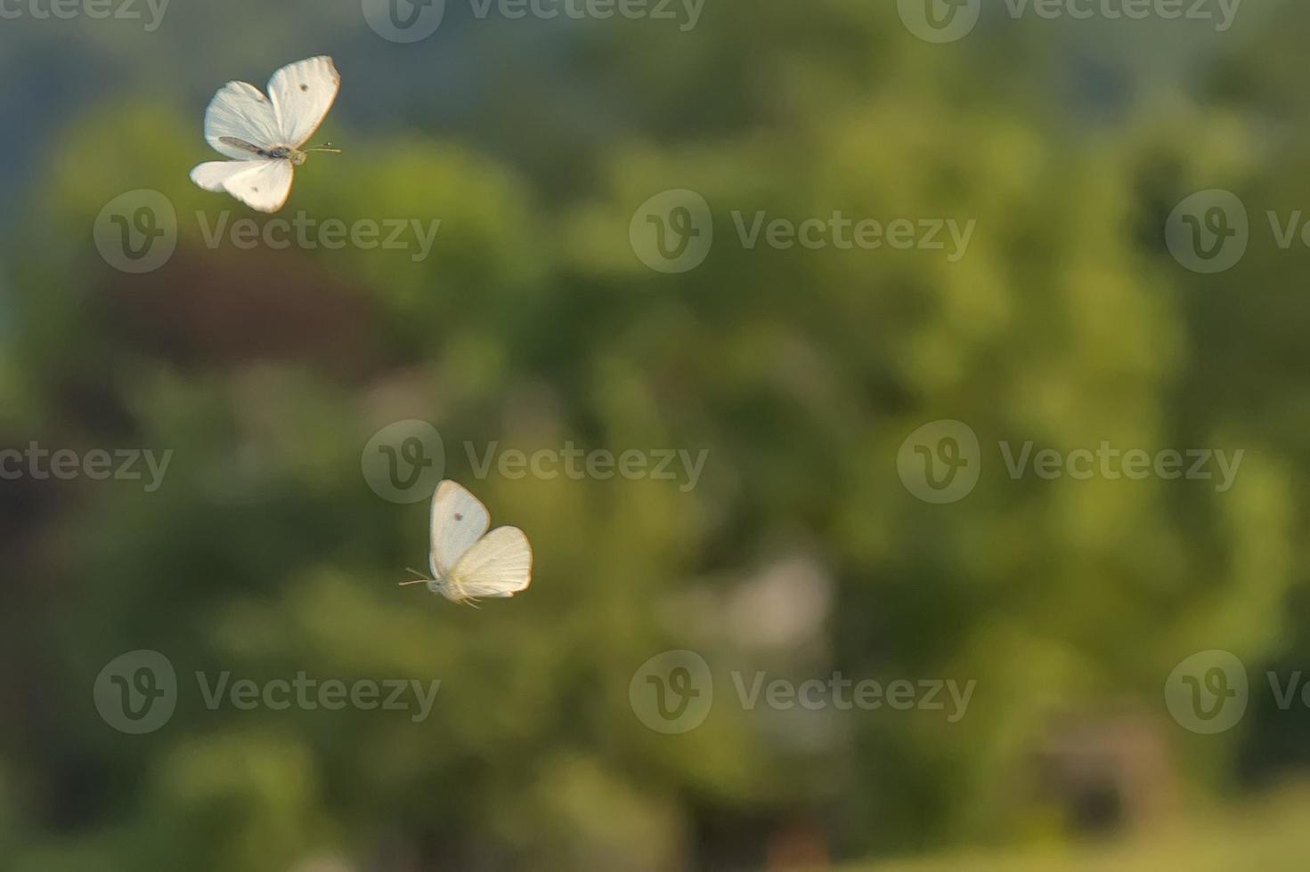 flying butterfly on grass backfround photo