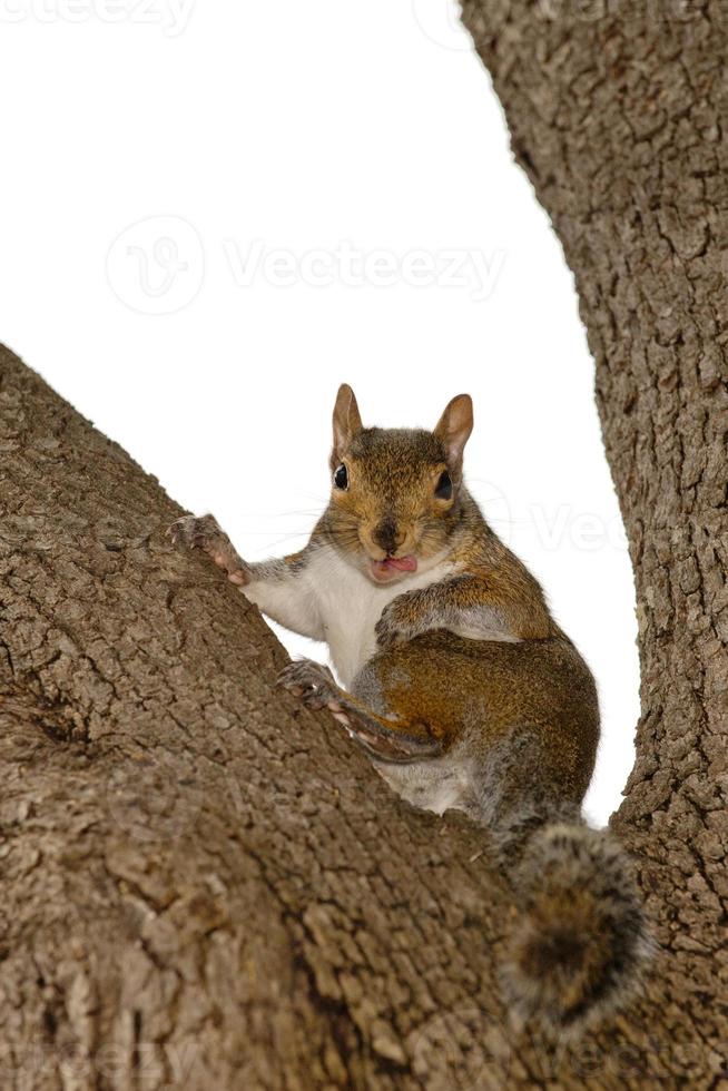 una ardilla mirándote sentada en un árbol con la boca abierta y la lengua rosa foto