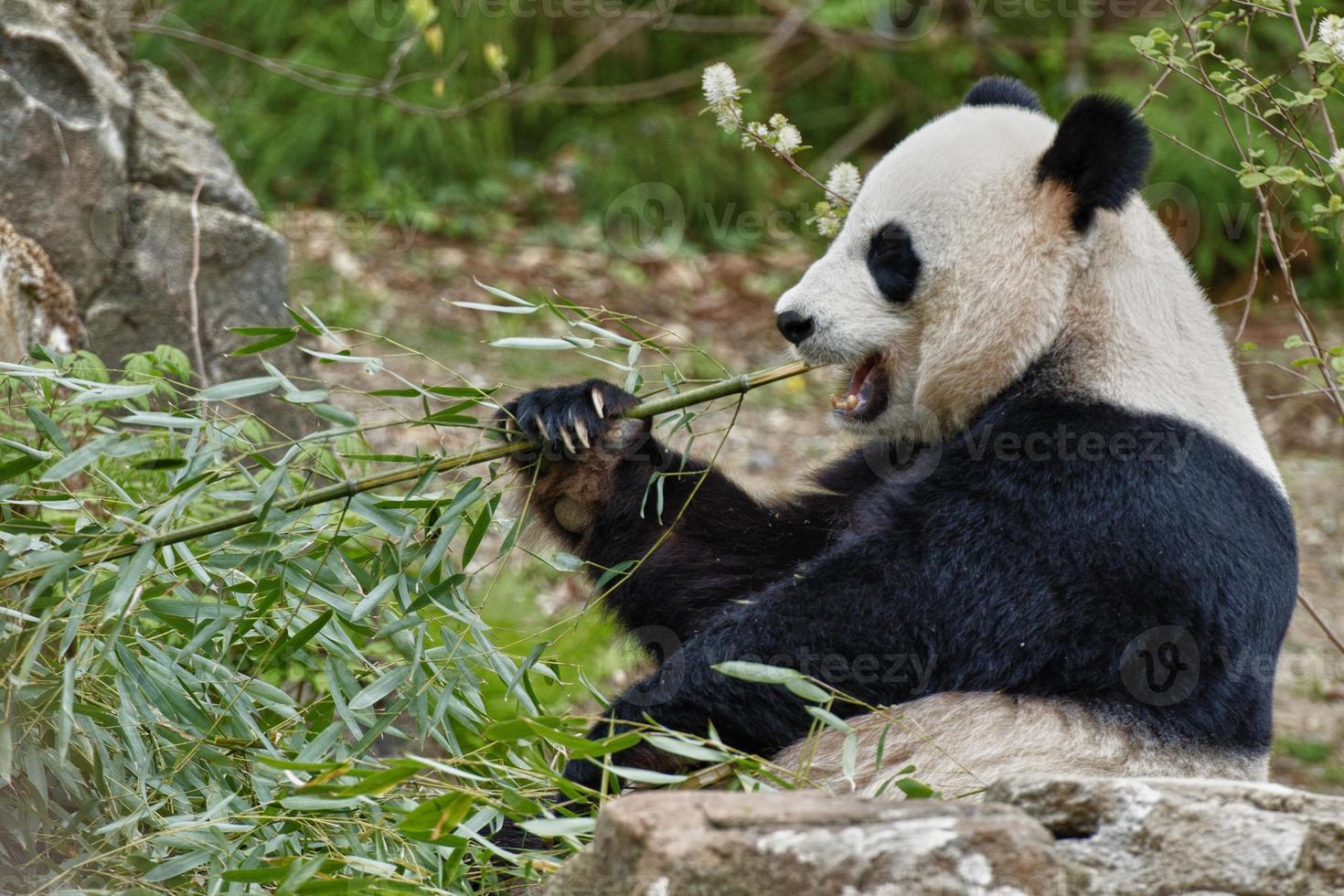 panda gigante mientras come bambú foto