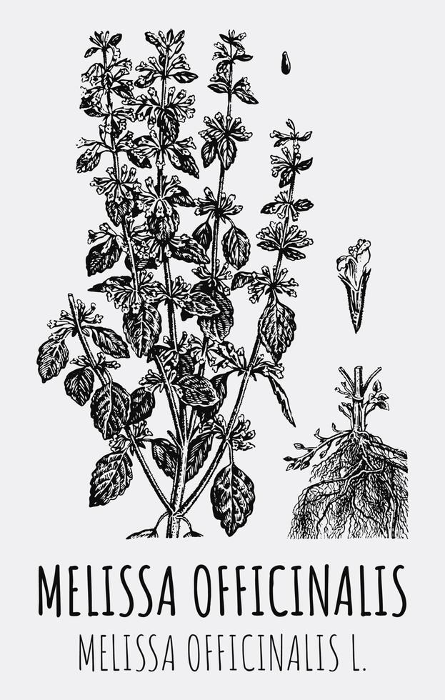 Vector drawings of Melissa officinalis. Hand drawn illustration. Latin name MELISSA OFFICINALIS L.