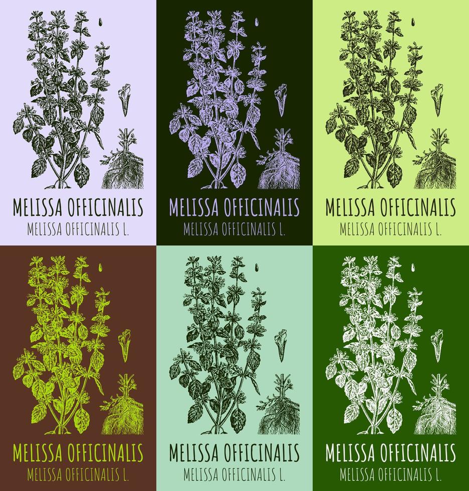 Set of vector drawings of Melissa officinalis in different colors. Hand drawn illustration. Latin name MELISSA OFFICINALIS L.