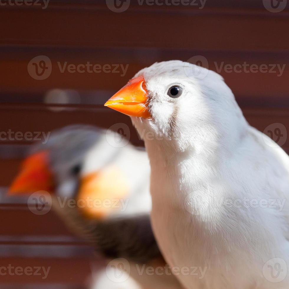 Cut-throat Finch bird close up photo